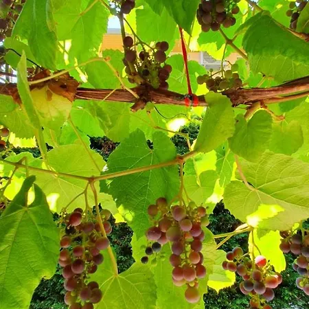 Toparti - Villa Balatonboglár