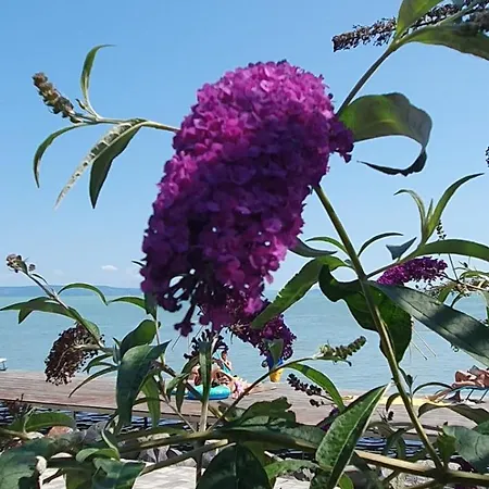 Toparti - Balatonboglár