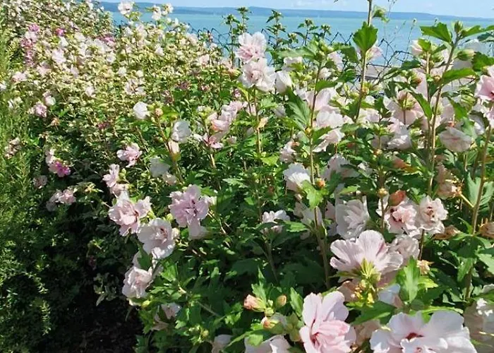 Toparti - Balatonboglár