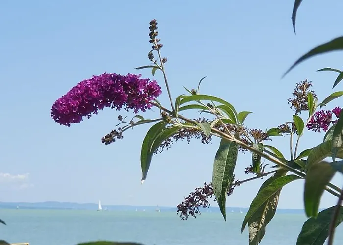 Вилла Toparti - *